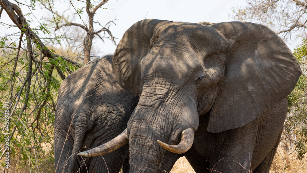 Fototapeta premium Big elephant bull resting in the shade