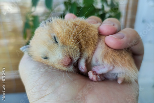Adorable hamster sleeping in the hand © Alex Milan