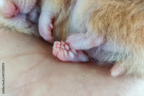 Paw of a sleeping hamster close-up