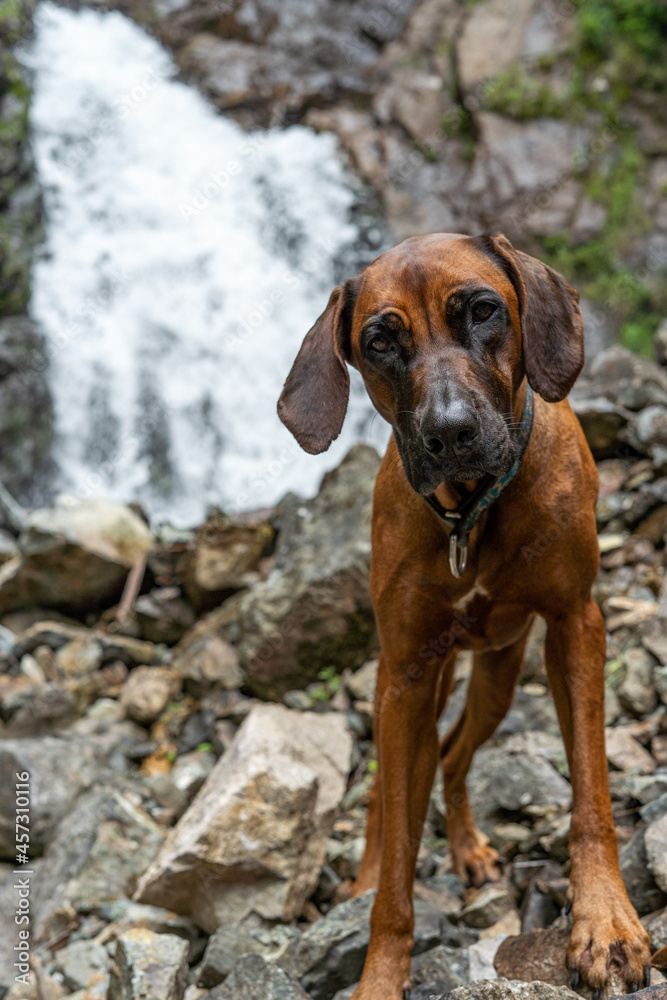 Portrait of a dog on the background of a waterfall. Rhodesian Ridgeback near a mountain stream