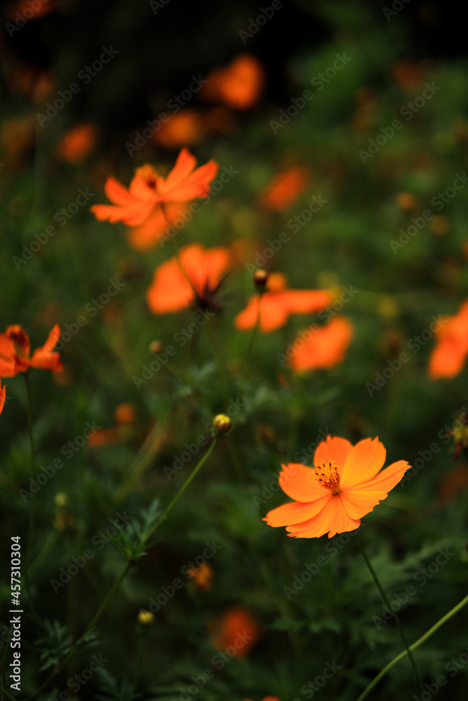 オレンジ色が鮮やかな、花壇に咲くキバナコスモス花