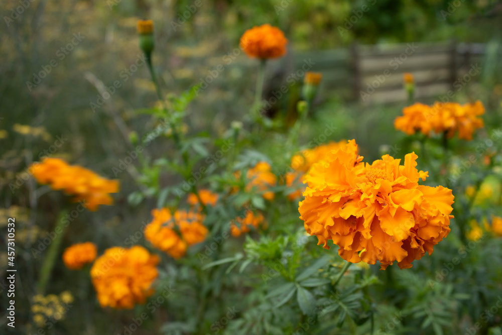orange flowers in a garden with a fence in the background