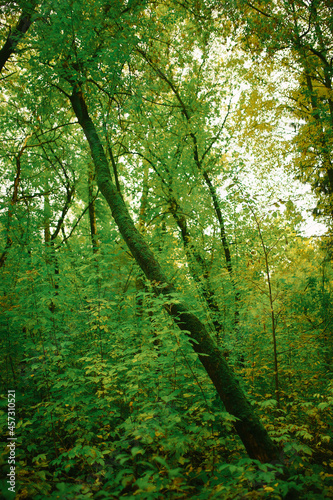 green forest in the morning