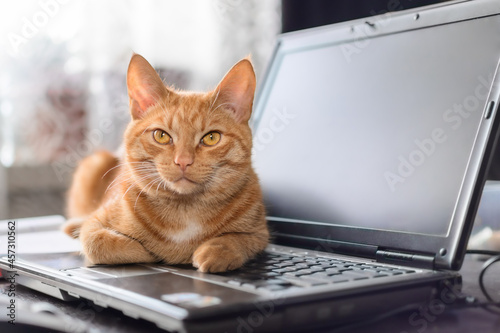 A beautiful red cat is lying on a laptop keyboard