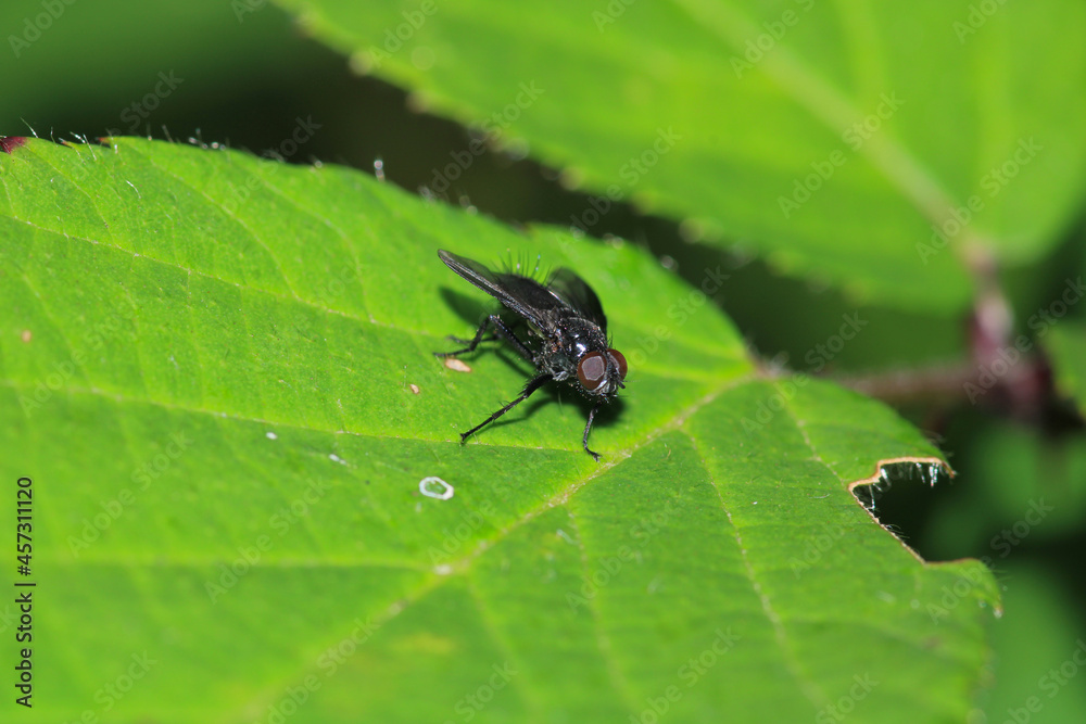 calliphora vicina fly macro photo