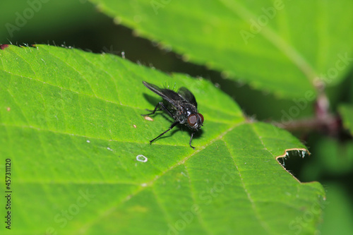 calliphora vicina fly macro photo