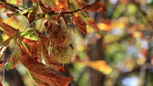 castagne sull'albero, autunno nel parco photo
