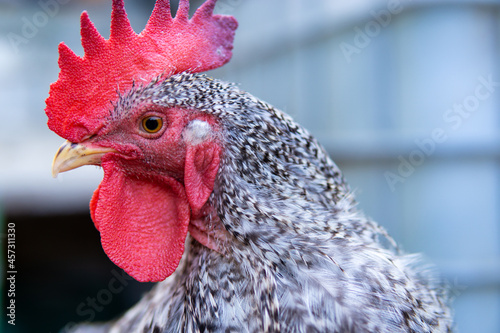 Close-up side view of a grey and black plumage chicken