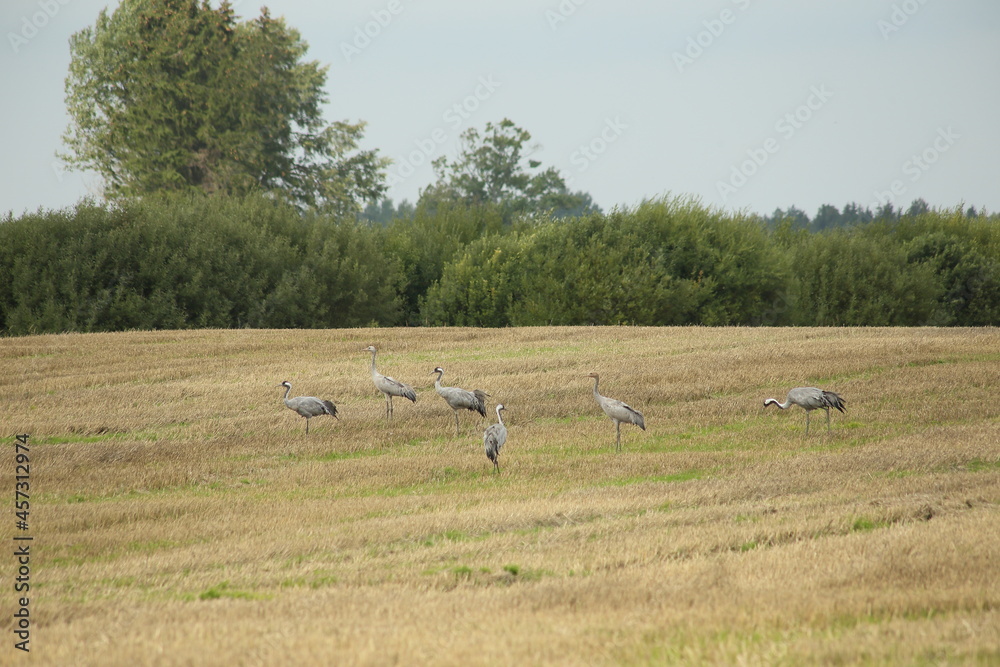 Cranes on an autumn mown field. High quality photo Cranes on an autumn mown field. High quality photo