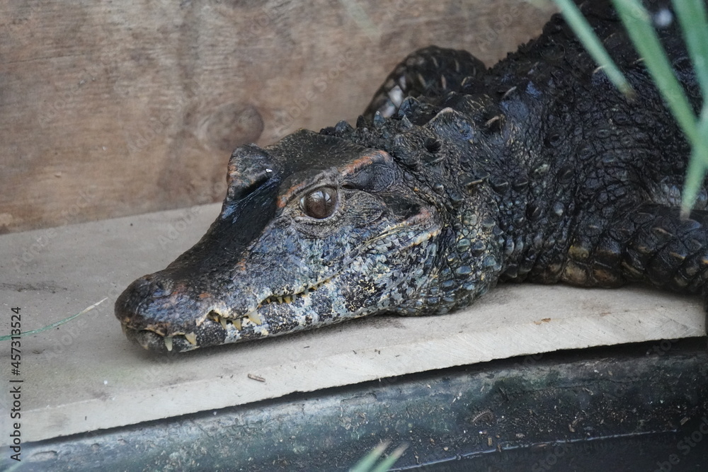 Obraz premium Cuvier’s Dwarf Caiman