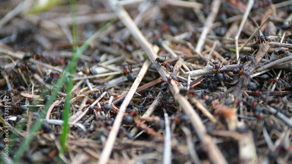 Macro video of working ant colony in forest
