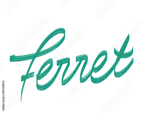 ferret