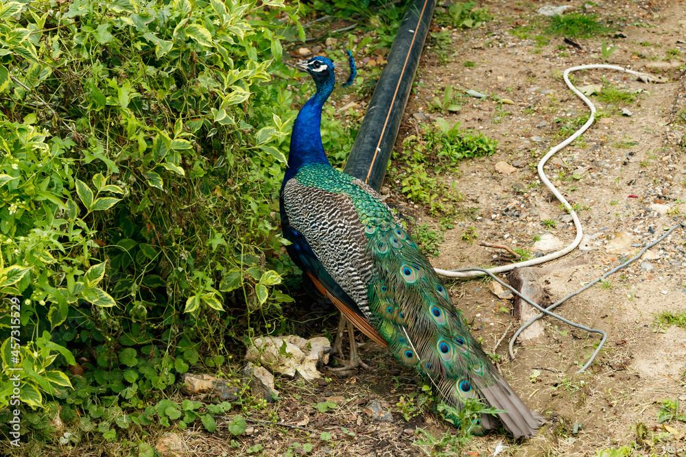 Naklejka premium Beautiful peacockis walking in park at summer