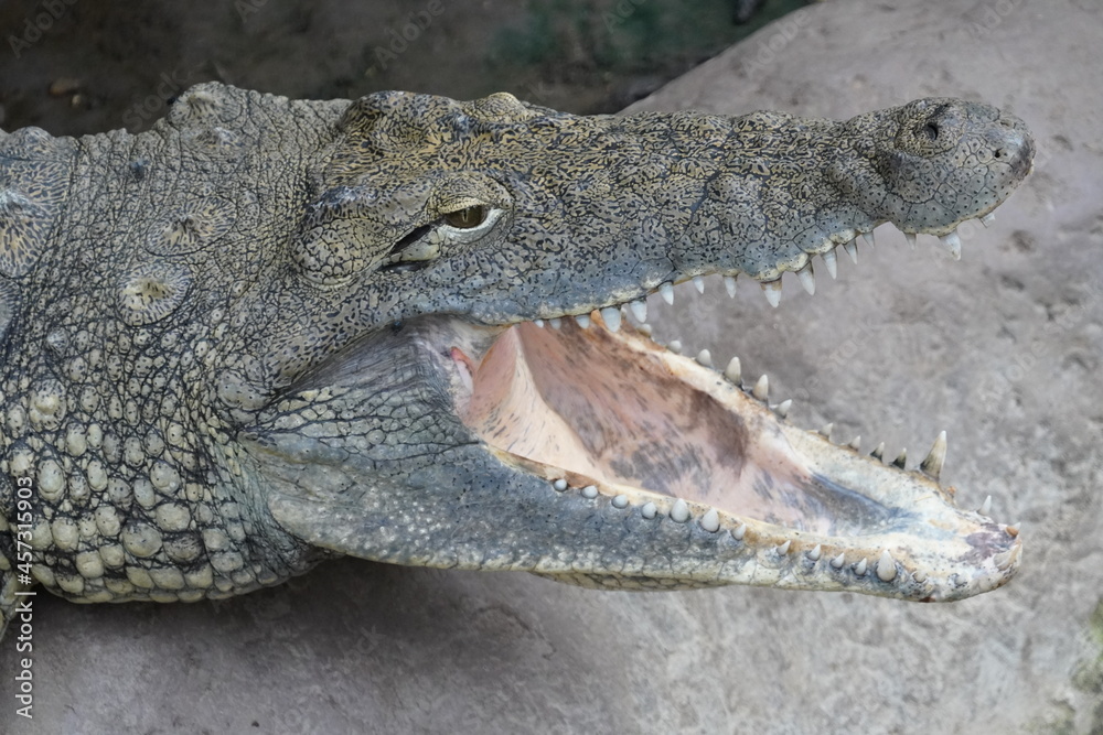 Fototapeta premium Nile crocodile