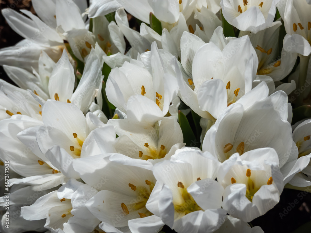 Obraz premium Macro of white spring-flowering flower Colchicum szovitsii in bright sunlight in spring
