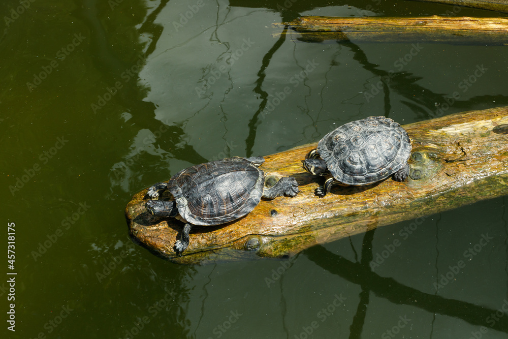 Painted turtles floating on a log in the pond. Painted turtles floating on a log in the pond.