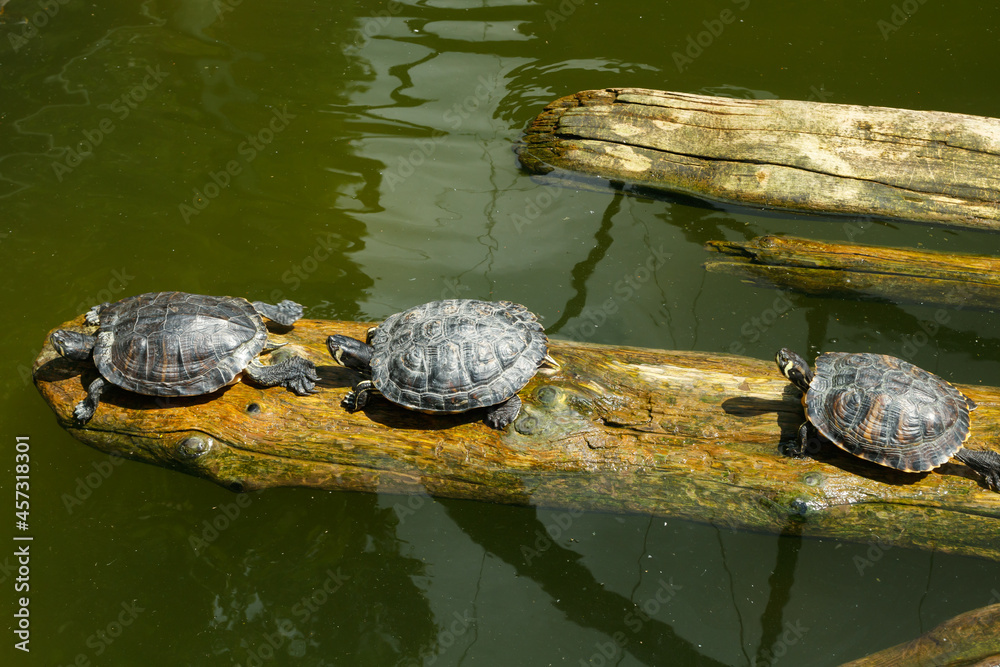 Fototapeta premium Painted turtles floating on a log in the pond.