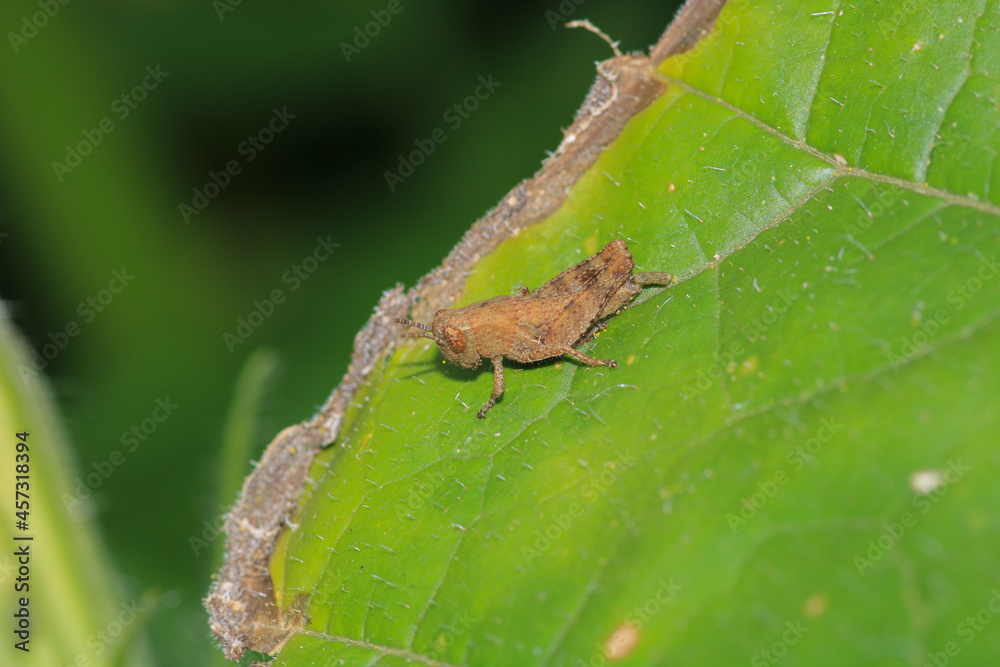 rufous grasshopper insect macro photo rufous grasshopper insect macro photo