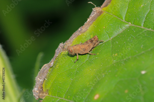 rufous grasshopper insect macro photo