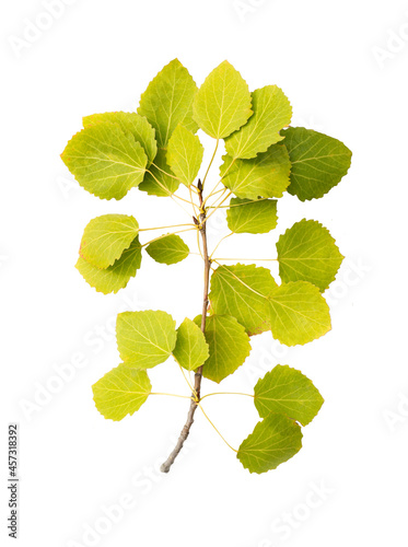 a large aspen branch with many green and yellow leaves with a stem isolated on a white background