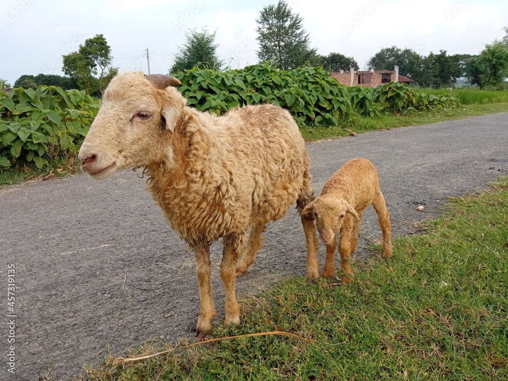 Obraz premium sheep and lambs