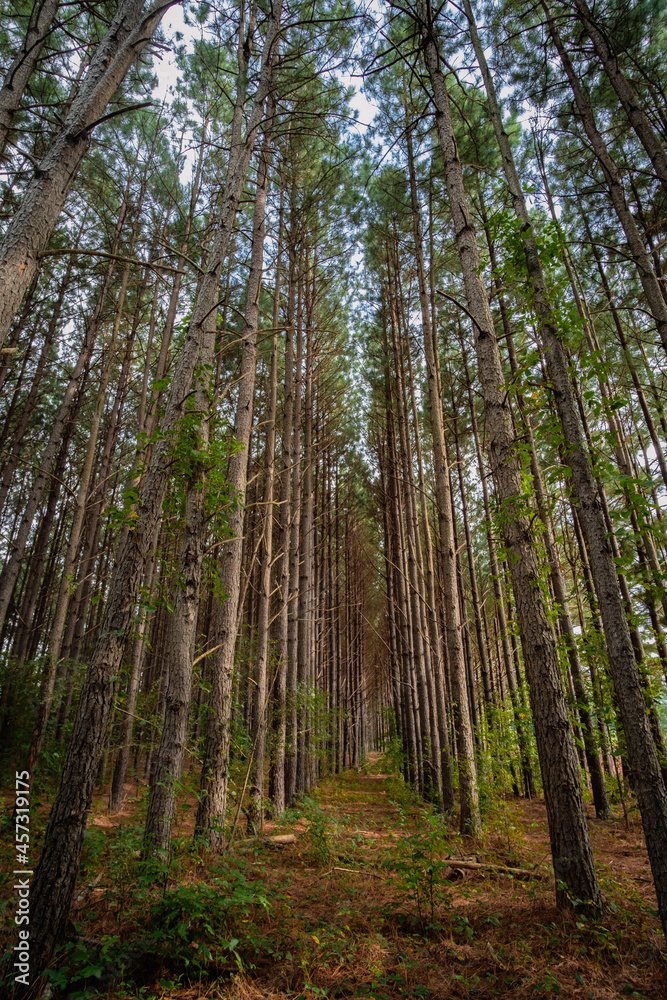 Pine forest with parallel trees. Stylized image. with crisp focus and dramatic contrast. Pine forest with parallel trees. Stylized image. with crisp focus and dramatic contrast.