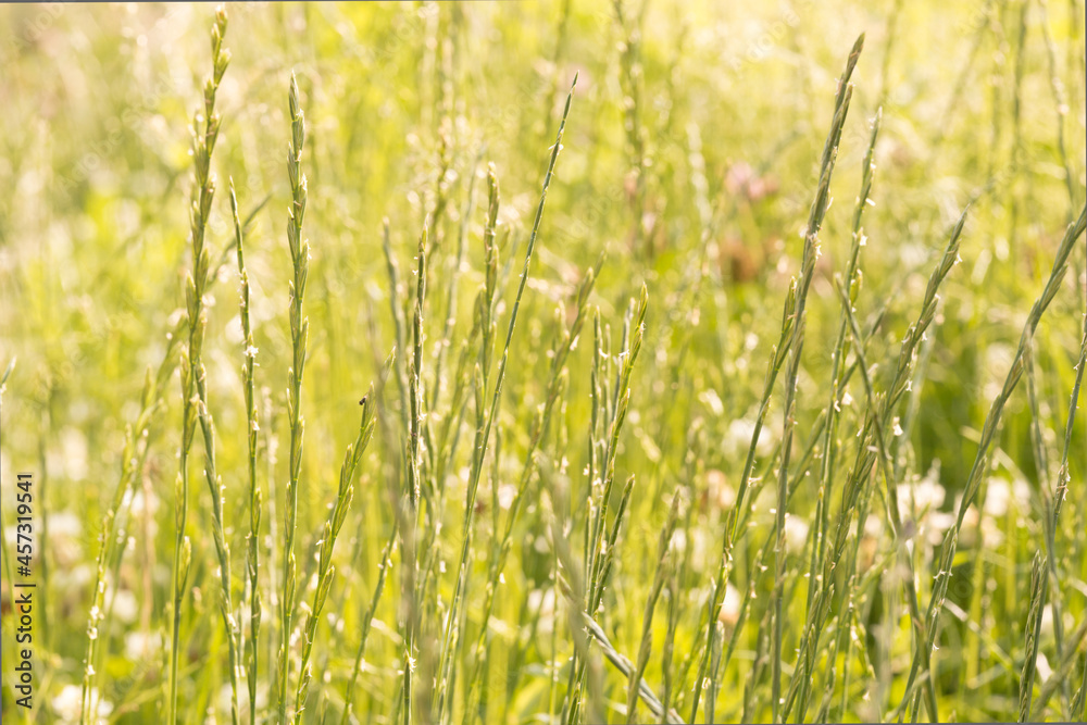 romantic autumn field of spikelets, herbs and medicinal plants at sunset romantic autumn field of spikelets, herbs and medicinal plants at sunset