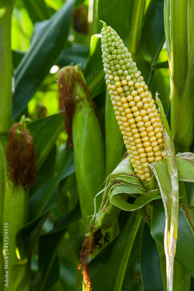 Fototapeta premium Corn in the field