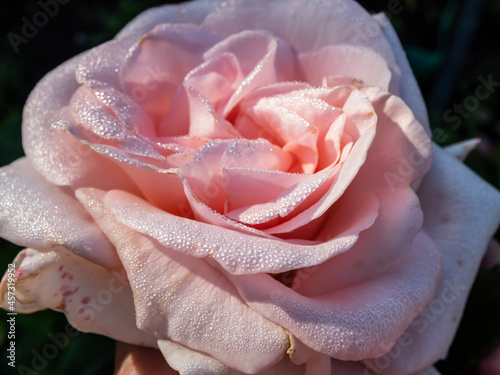 Close up of beautiful creamy-pink rose with dew drops on petals early in the morning in bright sunlight. Detailed, round water droplets on all rose petals