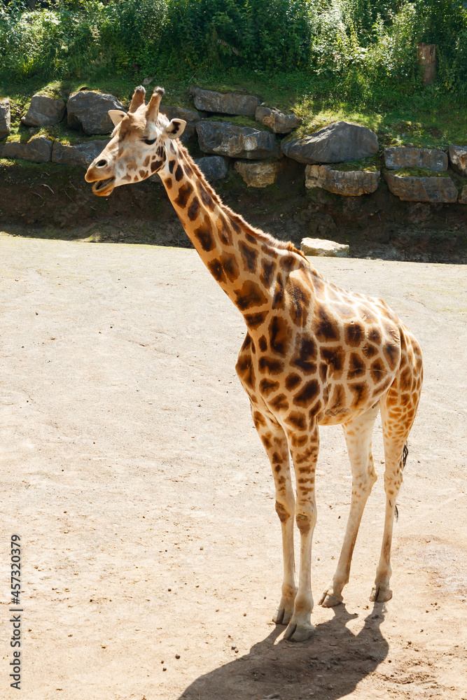 Beautiful giraff walking in the park at summer Beautiful giraff walking in the park at summer