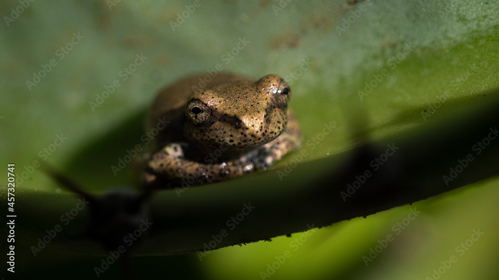 macro of golden frog on cactus cuttings soaked by morning dew macro of golden frog on cactus cuttings soaked by morning dew