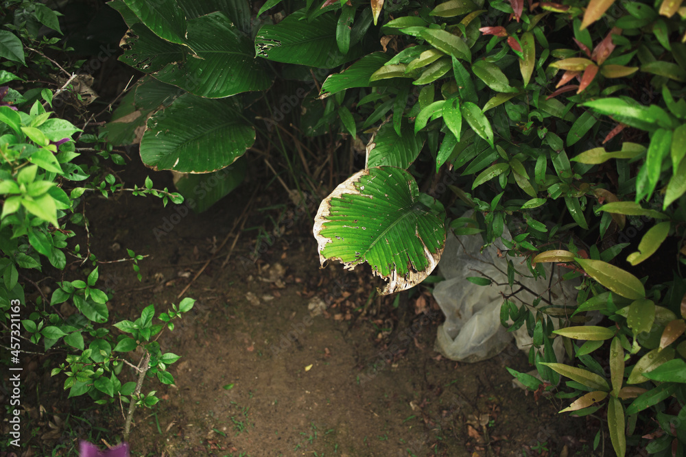 Fototapeta premium Leaf in gradual decay