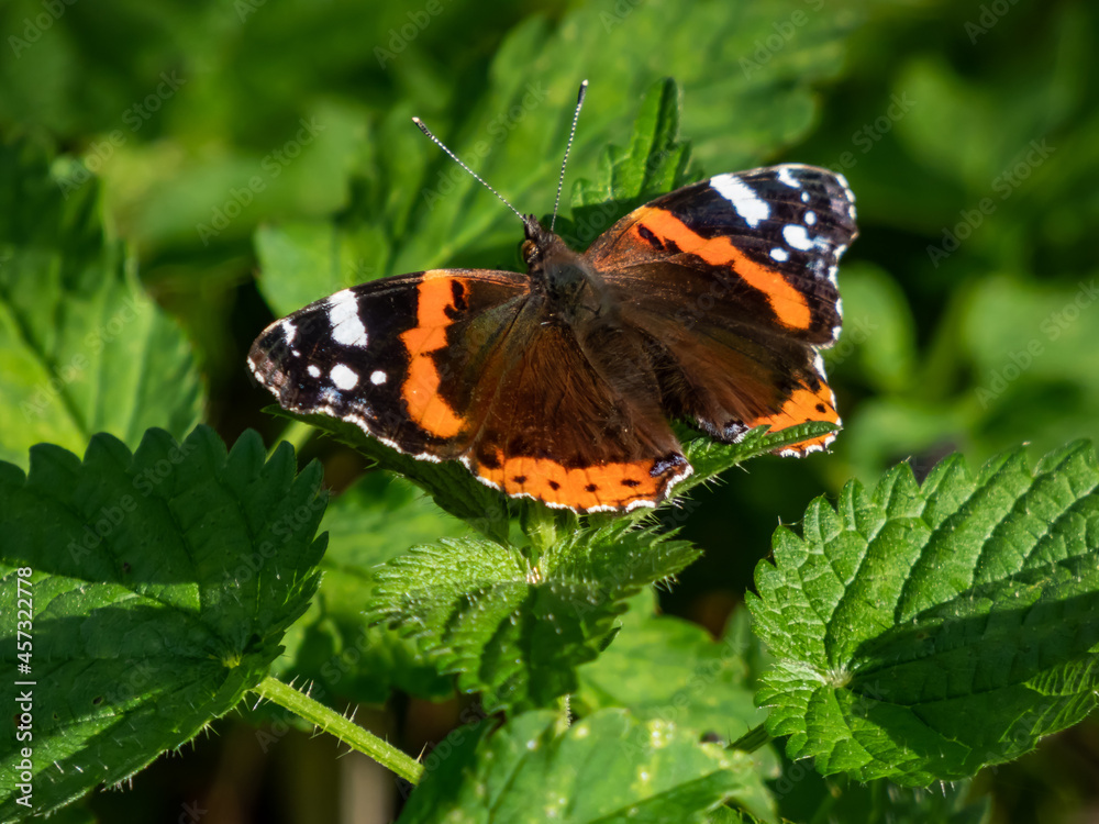 Dorsal view of medium sized butterly The red admiral with black wings, red bands, and white spots sitting on green leaves Dorsal view of medium sized butterly The red admiral with black wings, red bands, and white spots sitting on green leaves
