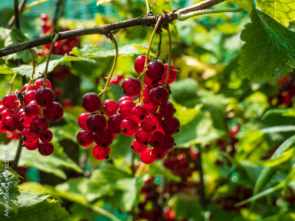 Perfect ripe redcurrants (ribes rubrum) on the branch between green leaves on the bright sunny day with green background