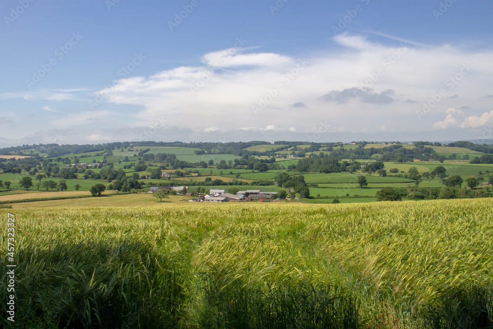 typical Devon countryside with rolling hills and fields of ripe Barley and a farm in the distance