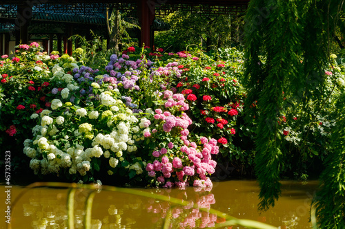 Fototapeta Naklejka Na Ścianę i Meble -  Blooming hortensia bushes with beautiful flowers, growing on a pond shore, with water on background. Hydrangea macrophilla.