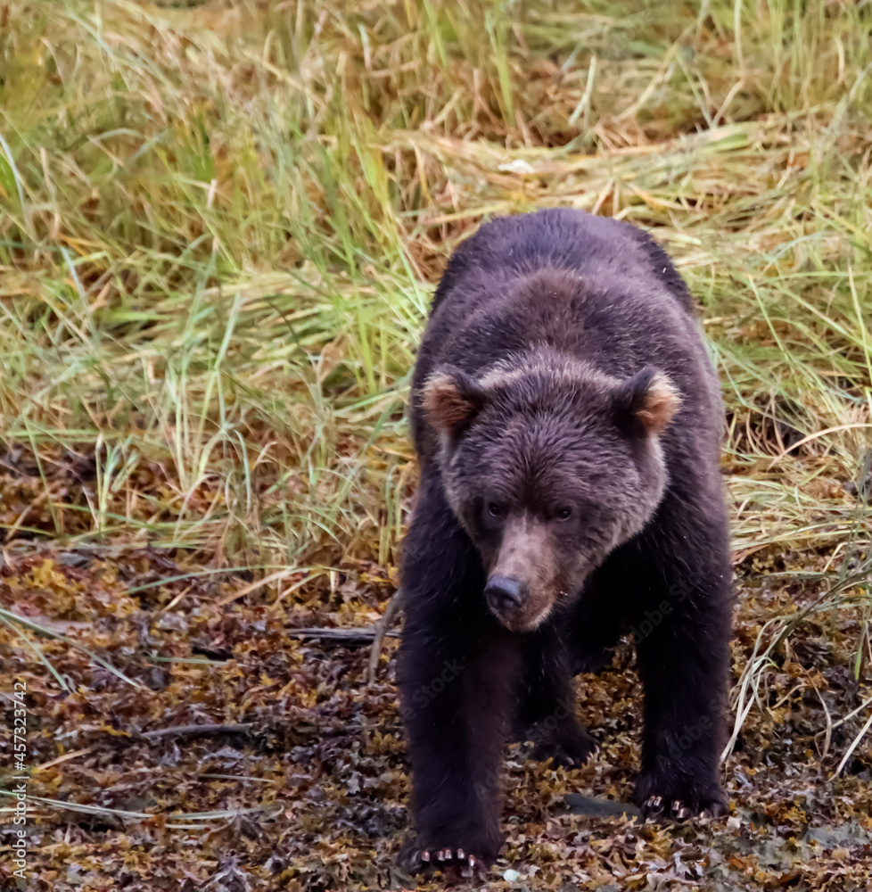 Front view of a grizzly bear in the wild against a grassy meadow.