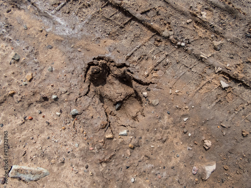 Single  perfect footprint of fox  Vulpes vulpes  in dried mud on the ground. Texture of fur and paws visible in gray mud clay