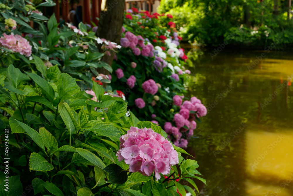 Blooming hortensia bushes with beautiful flowers, growing on a pond shore, with water on background. Hydrangea macrophilla.