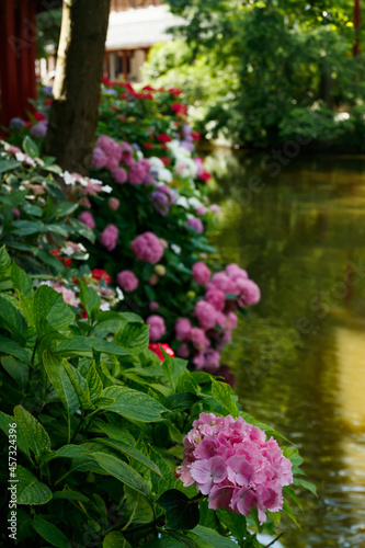 Blooming hortensia bushes with beautiful flowers, growing on a pond shore, with water on background. Hydrangea macrophilla.
