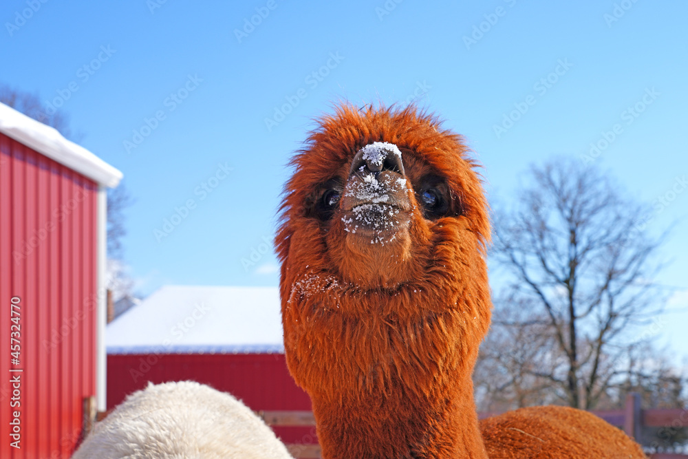 Fototapeta premium Portrait of a furry alpaca with snow on its face at a farm in New Jersey