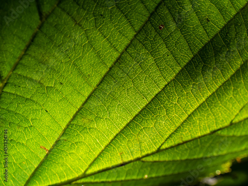 Macro shot of texture of a green leaf in bright backlight showing cells  veins and pattern of leaf surface. Nature background