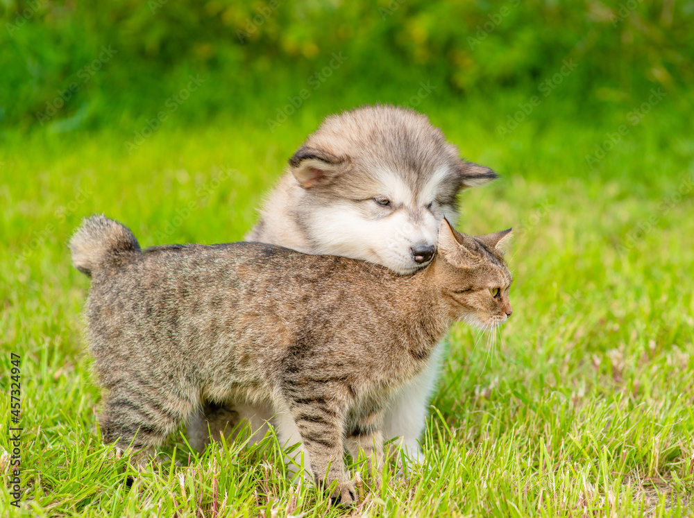 FriendlyAlalskan malamute puppy sits with gentle adult cat on green summer grass