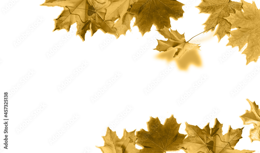 Fall leaves for an autumn background Fall leaves for an autumn background