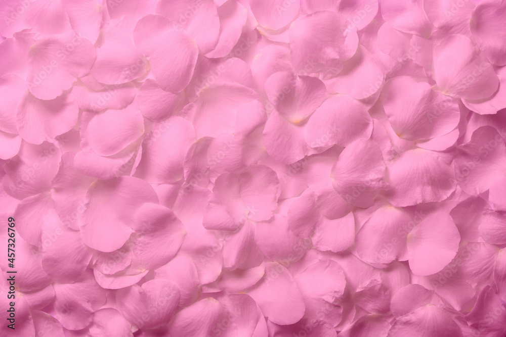 Fototapeta premium 一面に敷き詰めた、ピンク色の花びら