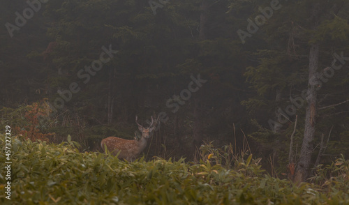 Deer and mysterious forest © Arnaud