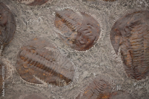 Ancient fossil remains of trilobites