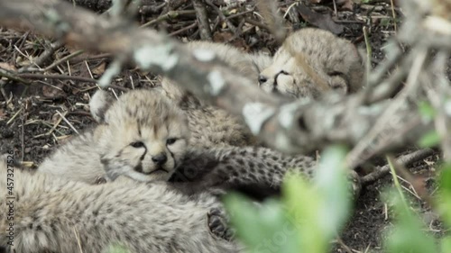 group of cheetah babies hidden in undergrowth, snuggled together, waiting for their mother to come back, trying to get her attention by making silent calls