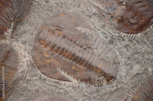 Ancient fossil remains of trilobites © Robirensi