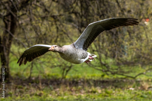 The flying greylag goose, Anser anser is a species of large goose